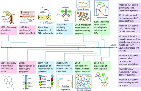 Resilin Elastomeerit: Biomateriaalin Upeat ominaisuudet ja Versatilit Sovellukset!